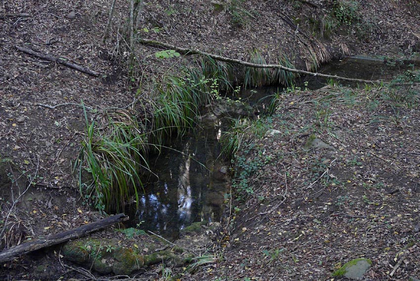 Salamandrine di Maremma